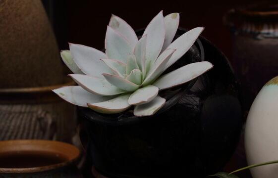 寶石花有哪些功效，美容養(yǎng)顏治便秘