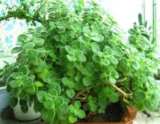 碰碰香怎么扦插，春夏秋季均可/以最基部枝條為主