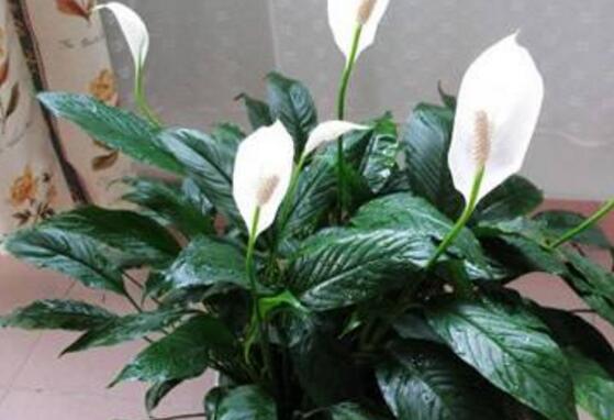 一帆風(fēng)順花的擺放禁忌，忌光線太強與溫度極低處