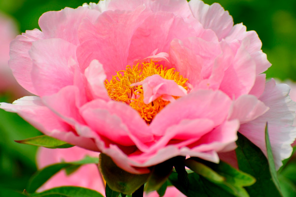 牡丹花北方能養(yǎng)活嗎