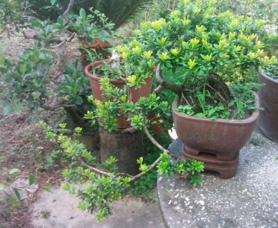 什么品種羅漢松最貴，珍珠羅漢松當(dāng)之無(wú)愧(售價(jià)高達(dá)上百萬(wàn))