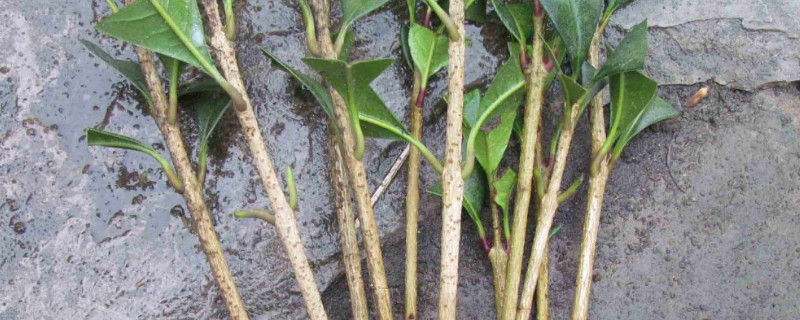 扦插枝條如何防止?fàn)€根