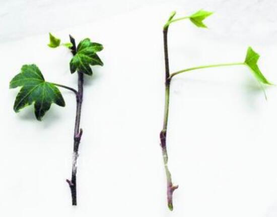 常春藤怎么繁殖，常春藤的扦插方法