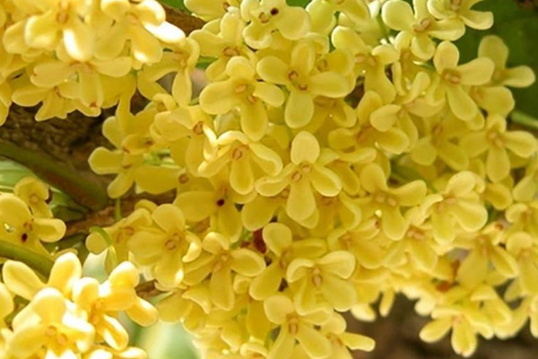 桂花春天開(kāi)嗎