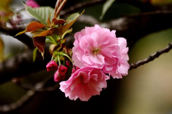 關(guān)山櫻和八重櫻的區(qū)別