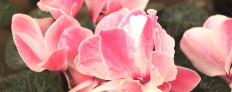 仙客來花語和寓意