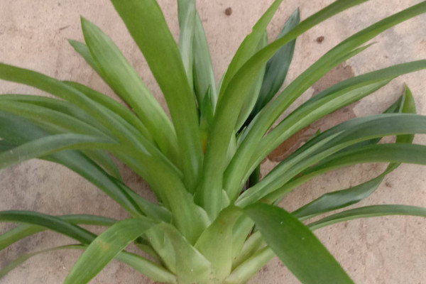 鴻運(yùn)當(dāng)頭有毒嗎