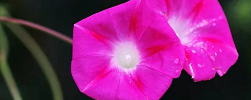 牽?；ǚN子能吃嗎