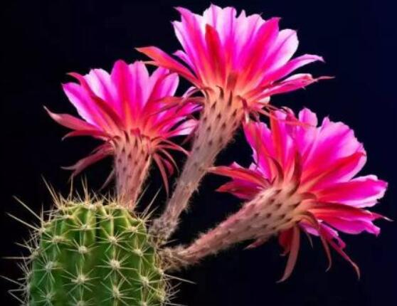 仙人掌幾年開花一次，短則3-5年開花/長則十幾年