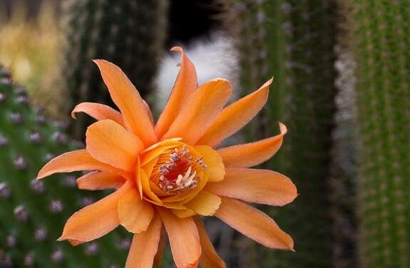 白檀仙人掌不開花怎么辦，缺乏光照是主要原因