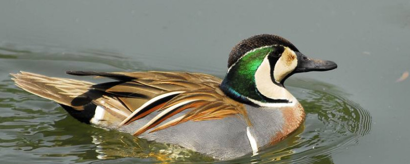 養(yǎng)鴨技術(shù)與鴨病的防治