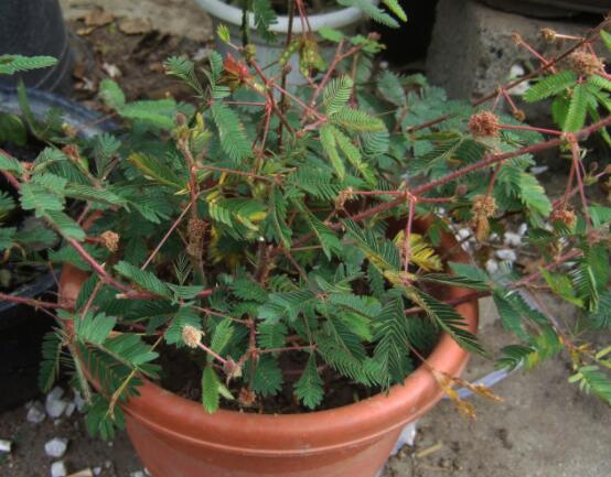 含羞草怎么養(yǎng)殖，老農(nóng)總結(jié)最實(shí)用五個(gè)養(yǎng)殖要點(diǎn)