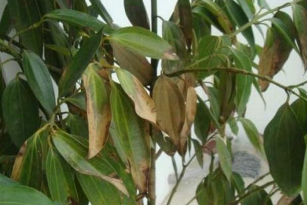 平安樹葉尖發(fā)黑怎么辦，找到原因及時處理