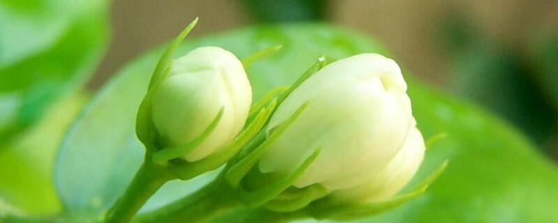 茉莉花幾月發(fā)芽