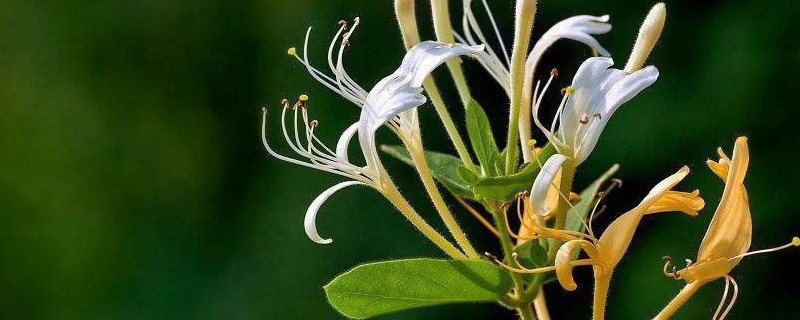 金銀花能水培嗎