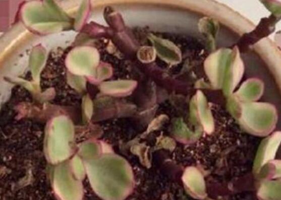 雅樂之舞的扦插技巧，老農總結六個最簡易基本步驟