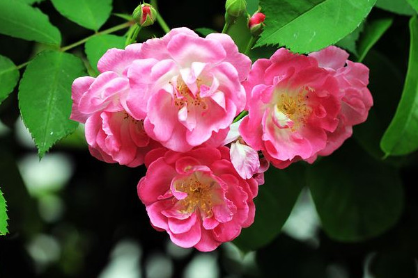 紅木香什么時候開花