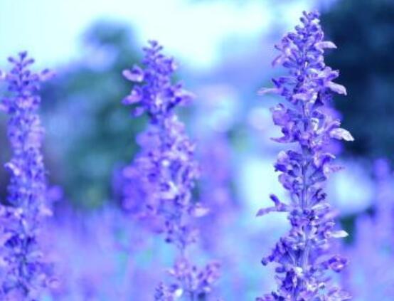 薰衣草花語和寓意，愛情的等待、堅定永恒的真愛