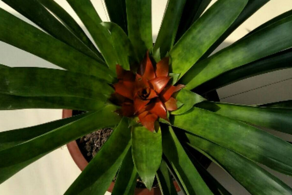 鴻運(yùn)當(dāng)頭什么時(shí)候分栽