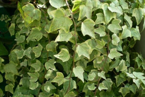 常春藤哪個品種最好，中華常春藤最為常見