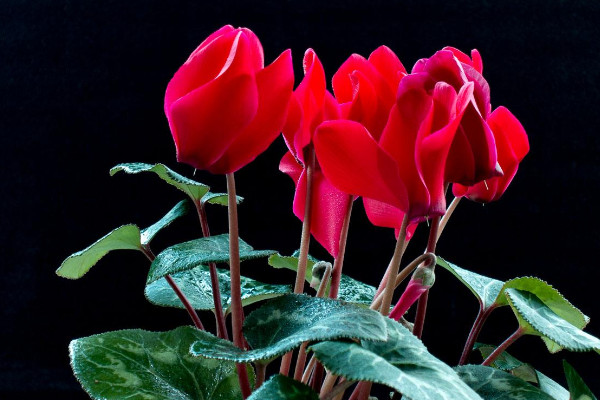 仙客來的種子如何采摘，在五月份成熟時(shí)收獲