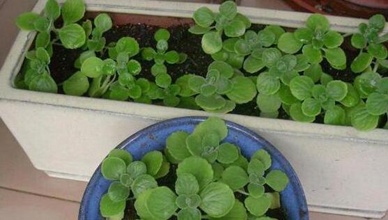 碰碰香的繁殖與養(yǎng)護，扦插繁殖存活率最高/肥水光照充足