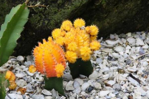 仙人球和仙人掌的區(qū)別，是同一科屬的兩個(gè)不同的品種