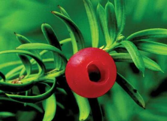 紅豆杉怎么養(yǎng)長(zhǎng)得快，教你六種養(yǎng)殖方法生長(zhǎng)枝繁葉茂