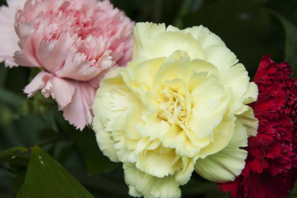 康乃馨長得很細怎么辦