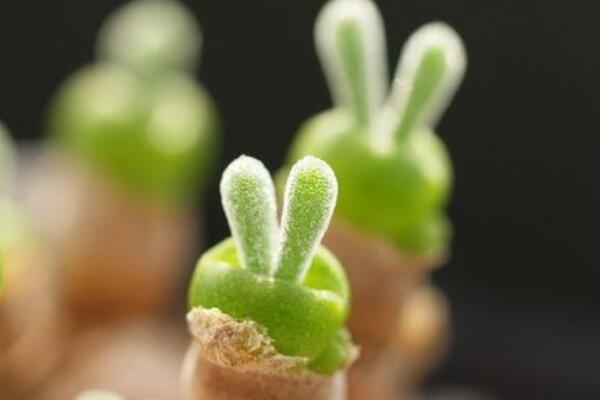 碧光環(huán)多久澆水，不同的季節(jié)對(duì)水分的需求不同