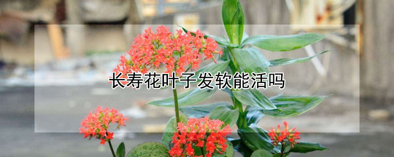 長壽花葉子發(fā)軟能活嗎