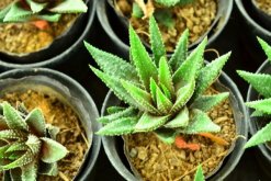 小蘆薈怎么養(yǎng)殖，盆土、光照、溫度、肥水一樣都不能少