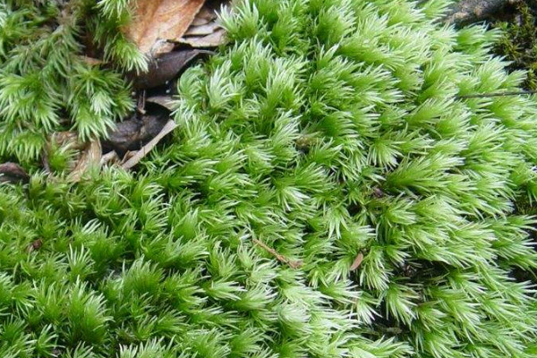 白發(fā)蘚怎么養(yǎng)綠油油