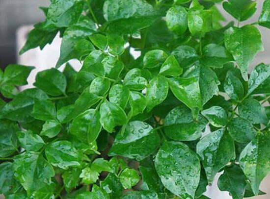 幸福樹擺放禁忌，盤點(diǎn)幸福樹五大擺放禁忌