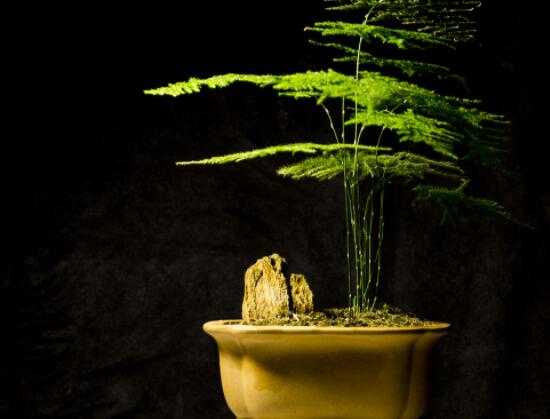 文竹肥料有哪些，餅肥、無(wú)機(jī)復(fù)合肥、液肥為主(枝繁葉茂)