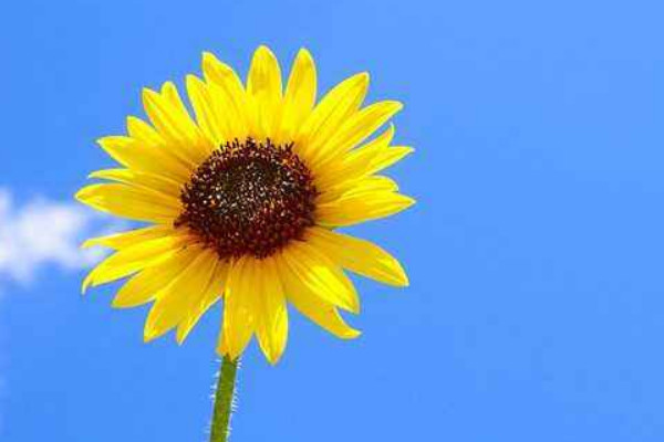 向日葵是幾月開(kāi)花