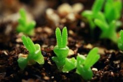 碧光環(huán)種子的種植方法，可以通過以下4步來進(jìn)行