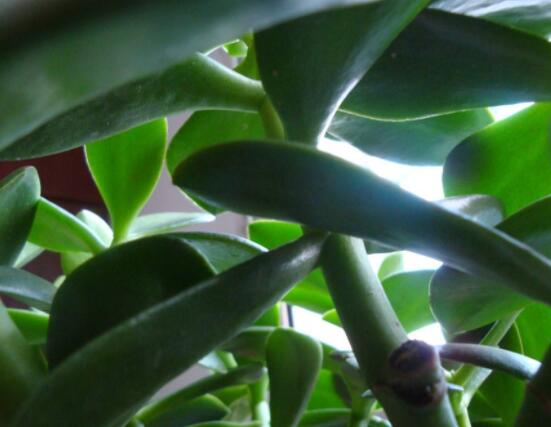 怎么讓玉樹開花，做好這六個要點便可花開爆盆