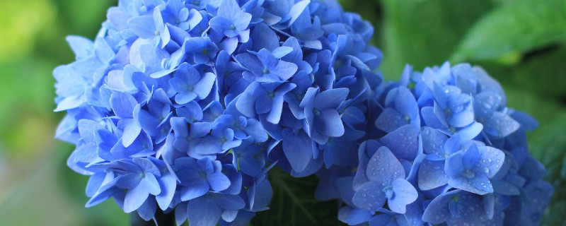 春天無(wú)盡夏怎么修剪