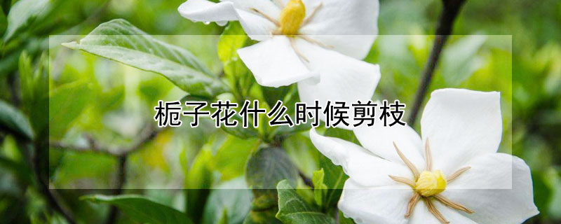 梔子花什么時(shí)候剪枝