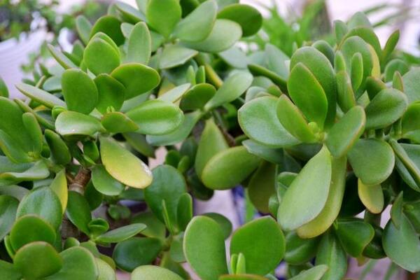 燕子掌葉子發(fā)黃怎么辦，5步即可解決葉子發(fā)黃問(wèn)題