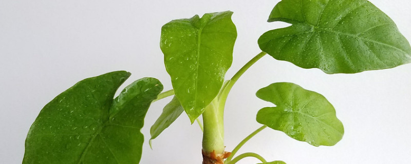 滴水觀音葉子發(fā)白是什么原因