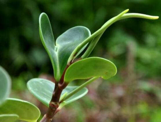 小碧玉怎么養(yǎng)，教你七種簡單易學(xué)基本方法