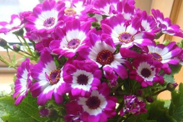 富貴菊的養(yǎng)殖方法和注意事項(xiàng)