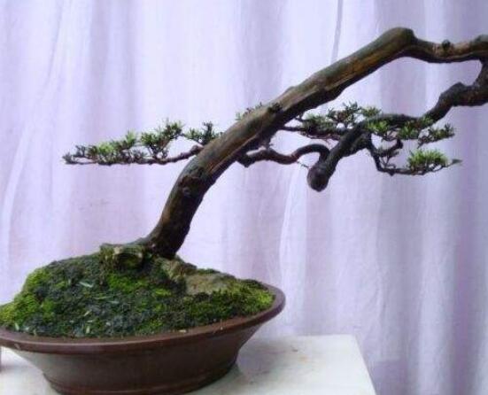 羅漢松造型最佳時間，每年7-8月份最好(生長旺盛期)