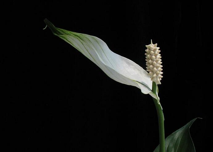 一帆風(fēng)順花為什么變綠，缺光缺肥是導(dǎo)致綠的罪魁禍?zhǔn)? src="/nongye/d/file/20201223/c34t2p1xafa.jpg" width="600" / data-fyze="EcYnDM"><br / data-OOft="C3zU8z">
<p data-ySZR="FmJxZU">
	在這里小編分兩種情況跟大家解決一帆風(fēng)順花變綠的原因。一種是自然原因，由于一帆風(fēng)順花在它的花期過(guò)后，自身中含有的葉綠素增加，導(dǎo)致我們?cè)陉?yáng)光下看一帆風(fēng)順花是一種綠色的狀態(tài)。如果是這種狀況我們可以把一帆風(fēng)順花修剪掉，這樣既美觀又不消耗多余的營(yíng)養(yǎng)成分。不用過(guò)于擔(dān)心，正常的養(yǎng)殖即可。</p>
<h2 data-Qhfe="dpBpNS">
	人為原因造成</h2>
<p data-1nDk="rpvT7e">
	<strong data-Fsan="o7Y7Xj">缺光</strong><br / data-aTBQ="REdFew">
	<img alt=