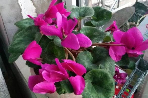 仙客來葉子發(fā)黃莖變軟，找出問題的原因并及時補救