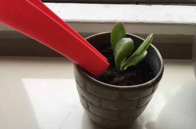 玉樹的繁殖方法，介紹葉插和枝插兩種繁殖方法