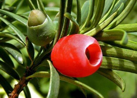 紅豆杉的藥用價值，盤點紅豆杉六大藥用價值