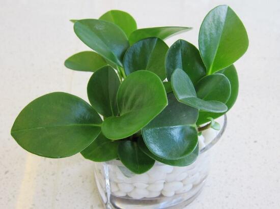 碧玉怎么養(yǎng)，碧玉的養(yǎng)殖方法和注意事項